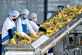 Xuất khẩu nông sản Việt đối mặt nguy cơ “kẹt tàu”, chi phí tăng vọt