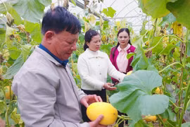 Thứ trưởng Bộ Y tế: Không phải tất cả sản phẩm thực phẩm bắt buộc phải công bố hợp quy