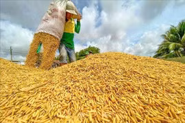 Giá lúa gạo hôm nay 13/1: Thị trường đi ngang, lúa Đài Thơm 8 giữ mức 8.750 đồng