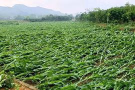 Mưa dông kèm lốc xoáy gây thiệt hại nghiêm trọng về người và tài sản ở Tuyên Quang
