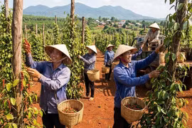 Giá tiêu hôm nay 18/1: Đứt mạch giảm sâu, thị trường nín thở chờ tín hiệu mới