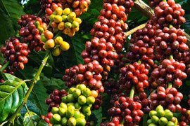 Giá cà phê hôm nay 9/1: Giảm về mốc 97.500 đồng/kg do áp lực từ đồng USD