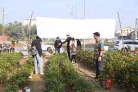 Quất, bưởi “siêu quả”, hoa tết nhộn nhịp xuống phố