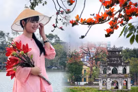 Hoa gạo bên Hồ Gươm vào mùa nở rộ, thu hút đông người check-in
