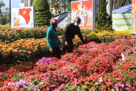 Về thăm làng trồng hoa Tết nổi tiếng của Huế