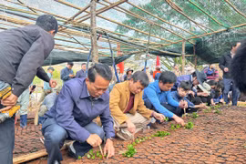 Quảng Ngãi: Lãnh đạo xã cùng người dân ươm 300.000 cây giống phát triển vườn cà phê đặc sản