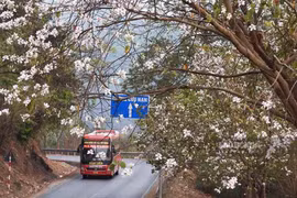Tháng Ba về, Điện Biên rực rỡ trong không khí Lễ hội hoa ban