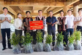 Quảng Ngãi: Đồng bào Xơ Đăng trồng 2.000 cây mai anh đào ở Làng du lịch cộng đồng Vi Rơ Ngheo