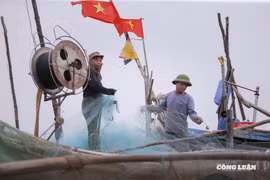 Ngư dân Nghệ An mỏi tay gỡ cá trích