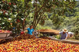 Nghiên cứu cho thấy biến đổi khí hậu đe dọa ngành cà phê thế giới