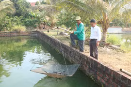 Từ Cà Mau lên Tây Nguyên, lão nông miền Tây bỏ túi 1 tỷ đồng mỗi năm nhờ nuôi cá chình
