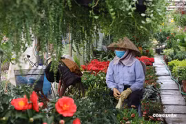 Chăn trâu cắt cỏ và những mùa Tết không quay lại