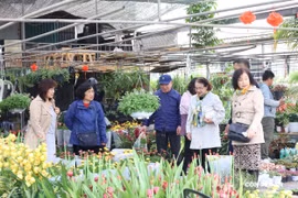Thủ phủ hoa, cây cảnh miền Bắc tấp nập khách sắm Tết sớm