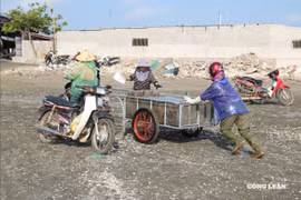 Vớt con vật không xương dưới biển, ngư dân kiếm bộn tiền