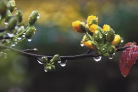 Ấm áp mưa Xuân
