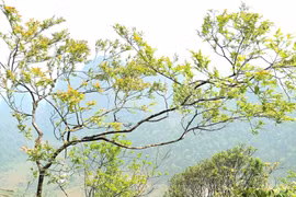 Giải mã 'cơn sốt' muội hồng