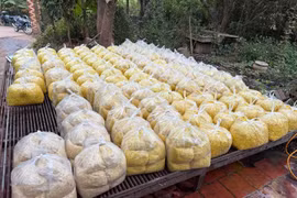 Khởi tố, bắt tạm giam chủ cơ sở dùng chất cấm chế biến gần 2 tấn riềng xay tại Bắc Ninh