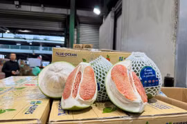 Bưởi Việt chính thức “đặt chân” vào Úc: Lô hàng đầu tiên xuất ngoại bằng đường hàng không
