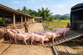 Giá heo hơi hôm nay 22/3: Cao nhất 69.000 đồng/kg