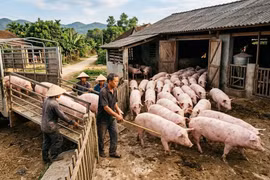 Giá heo hơi hôm nay 14/3: Thị trường ổn định, chênh lệch giữa các miền