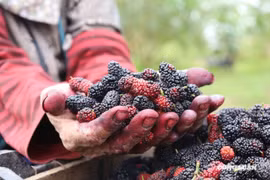 Hà Nội: Sâu bệnh, sương muối khiến “thủ phủ” dâu tằm mất mùa
