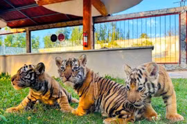 Hổ mẹ giống Belgan châu Á vừa sinh hạ 3 chú hổ con tại FLC Quy Nhơn - Gia Lai