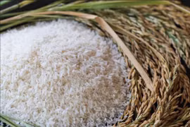Giá lúa gạo ngày 2/1: Thị trường đi ngang, gạo Đài Thơm 8 đạt 9.050 đồng/kg