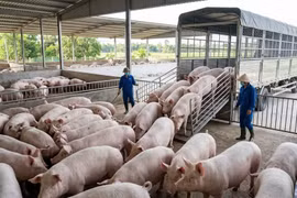 Giá heo hơi hôm nay 1/4: Miền Trung chạm đáy 60.000 đồng/kg