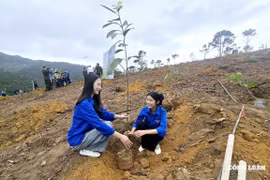 Quảng Ninh phát động Tết trồng cây xuân Bính Ngọ 2026