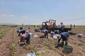 Gia Lai: Vụ khoai đắng, nông dân vùng “chảo lửa” đối mặt nguy cơ thua lỗ nặng