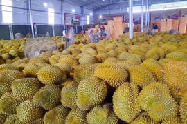 Giá sầu riêng hôm nay 15/1: Sầu Thái loại A neo cao ở mức 115.000 đồng/kg