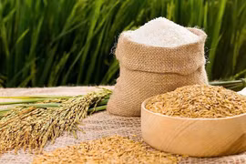 Giá lúa gạo hôm nay 28/12: OM 18 và Đài Thơm 8 giữ mức 6.700 đồng/kg