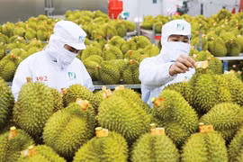 Giá sầu riêng hôm nay 13/1: Sầu Thái duy trì mức cao 110.000 đồng/kg