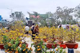 Đào, quất xuống giá khi ... xuống phố