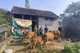 Thất lạc đàn bò trị giá trăm triệu đồng, người đàn ông rơi nước mắt khi nhận được cuộc gọi lạ