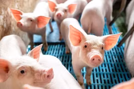 Giá heo hơi hôm nay 13/1: Miền Bắc chạm đỉnh 75.000 đồng/kg, cả ba miền tăng mạnh
