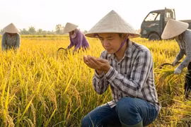 Giá lúa gạo hôm nay 18/1: Thị trường "lặng sóng"