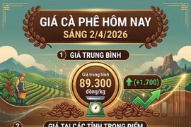 Giá cà phê hôm nay 2/4: Bật tăng mạnh, phục hồi gần 2.000 đồng/kg