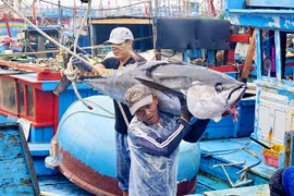 Nỗ lực gỡ thẻ vàng IUU và hành trình hướng tới nghề cá có trách nhiệm và bền vững