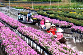 Hơn 738.000 lượt du khách đến với Festival hoa - kiểng Sa Đéc