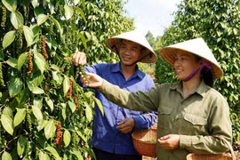 Giá tiêu hôm nay 22/1/2026: Mốc 148.500 đồng có vững?