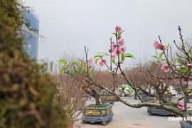 Chợ đào Đất Tổ nhộn nhịp những ngày cận Tết