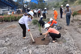 Công ty Nhiệt điện Mông Dương phủ xanh nhà máy bằng hàng nghìn cây trồng mới