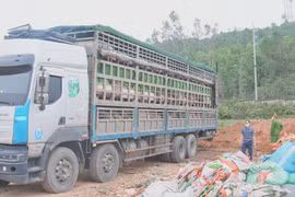 Nghệ An: Ngăn chặn kịp thời lô lợn nhiễm dịch tả châu Phi trước Tết