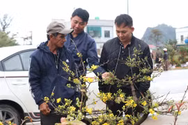 Ấm áp tình người vụ lão nông ở rốn lũ vượt 1000 km bán mai Tết bị “khách quên trả tiền”