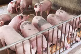 Giá heo hơi ngày 28/12: Giảm nhẹ, cao nhất 70.000 đồng/kg