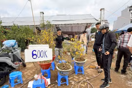 Hải Phòng: Thị trường hoa Tết 'xả hàng', giảm giá mạnh trước đêm Giao thừa