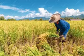 Xuất khẩu gạo Thái sang Trung Đông bị chặn đứng do chiến sự, nông dân lao đao