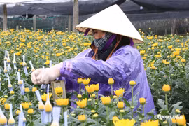 Rộn ràng ngày giáp Tết ở làng hoa lớn nhất xứ Thanh