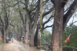 Thanh Hóa: Người dân bảo vệ, gìn giữ hàng cây di sản trăm tuổi